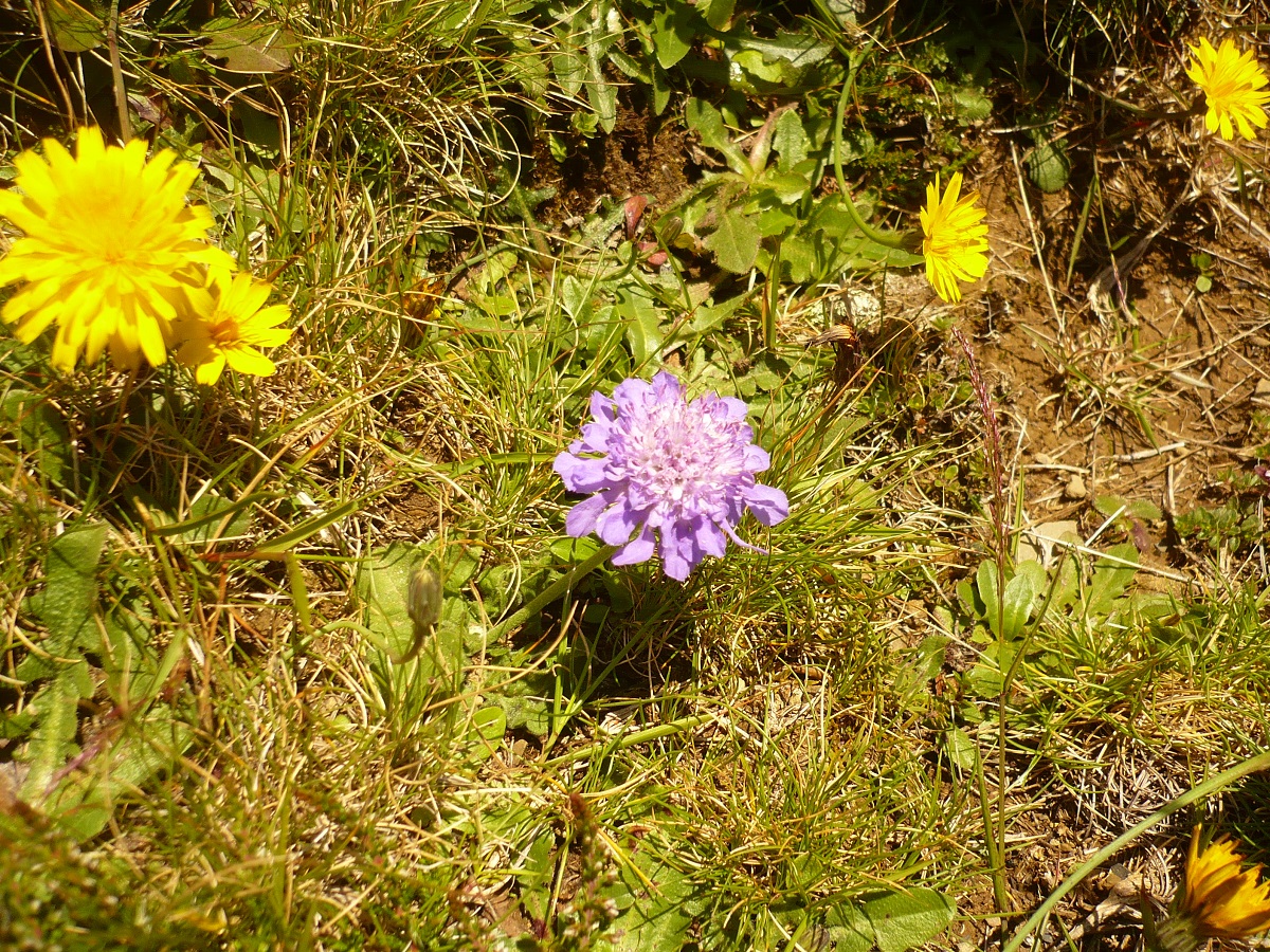 Scabiosa cinerea (Caprifoliaceae)